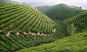 鹤峰县新闻爆料,聚焦民生热点,揭示社会现象 第2张 鹤峰县新闻爆料,聚焦民生热点,揭示社会现象 第2张